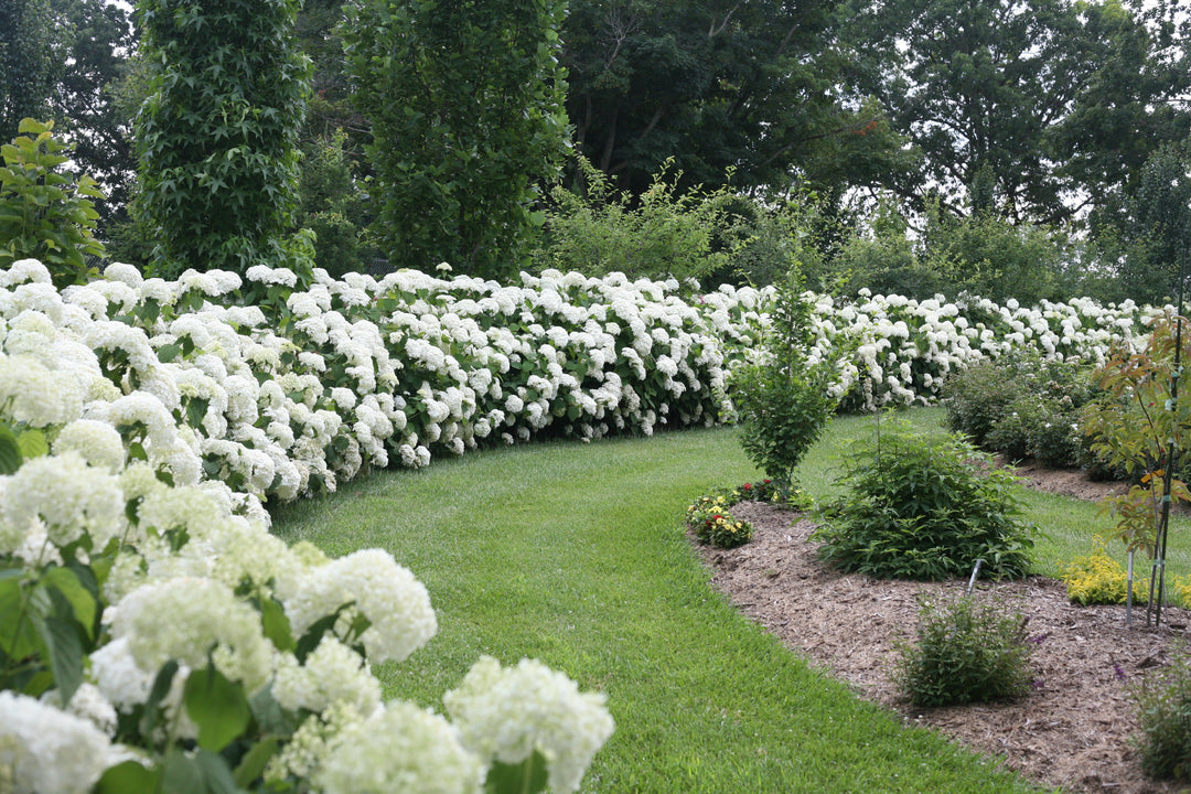 White plants in an outdoor garden