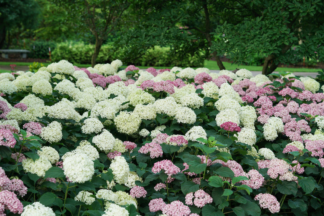 Blooming large pink and creamy white flower clusters hydrangeas growing in a lush garden landscape.