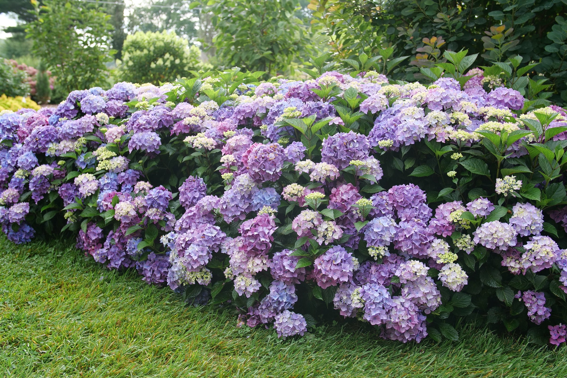 Macrophylla Hydrangeas