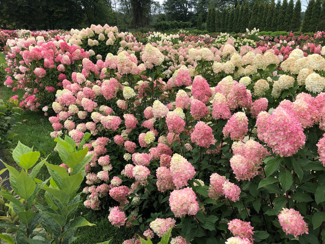 Rows of blooming panicle hydrangeas covered in large pink and creamy white flower clusters growing in a lush garden landscape.
