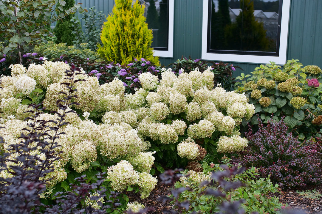 White hydrangeas blooming in a layered garden bed with evergreen shrubs and colorful foliage near a building entrance.