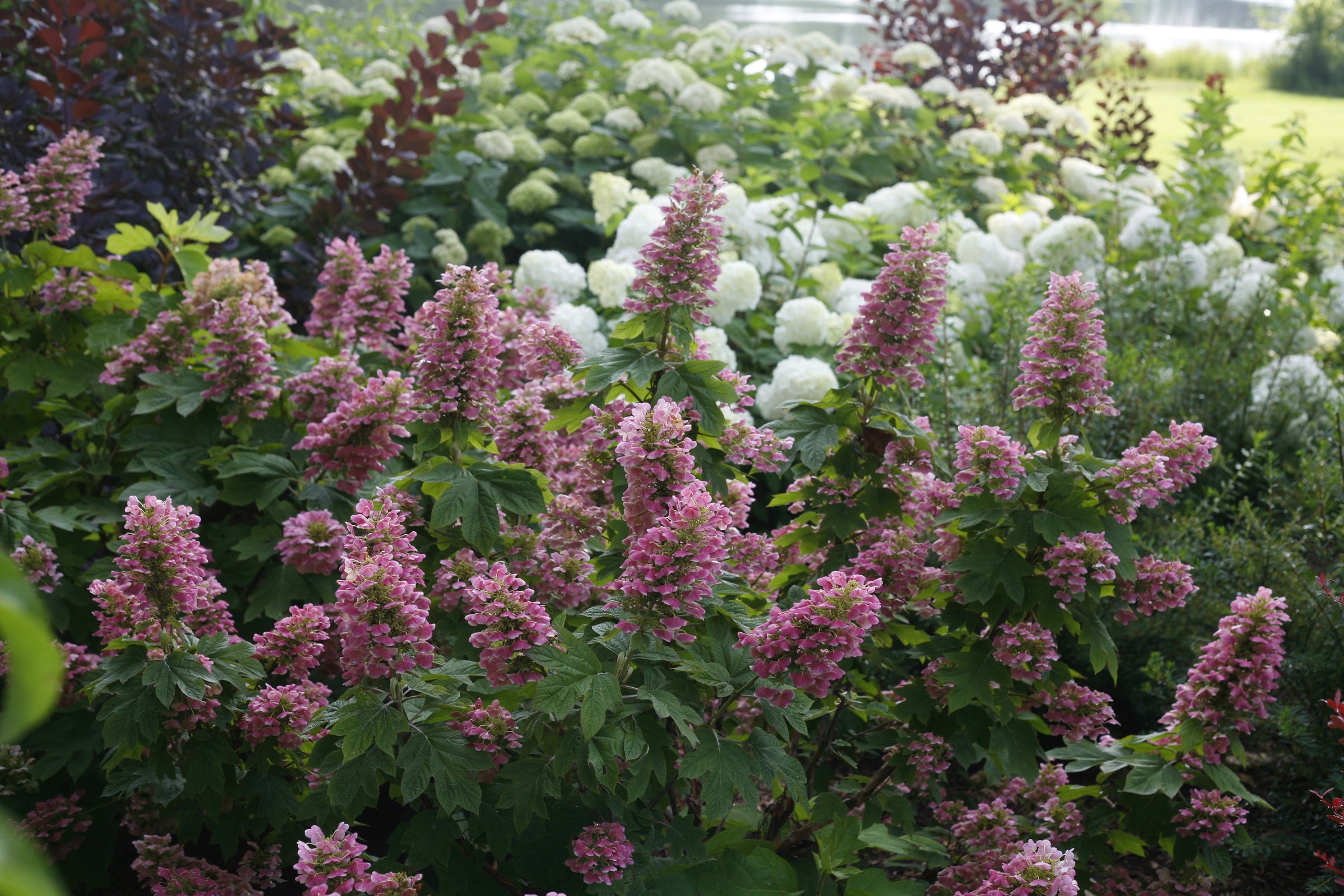 Oakleaf Hydrangeas