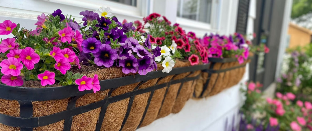 Photo of colorful vibrant annuals in window boxes