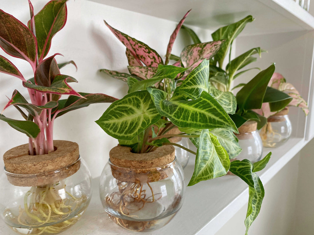 Photo of many indoor leafjoy H20 plants on a white shelf