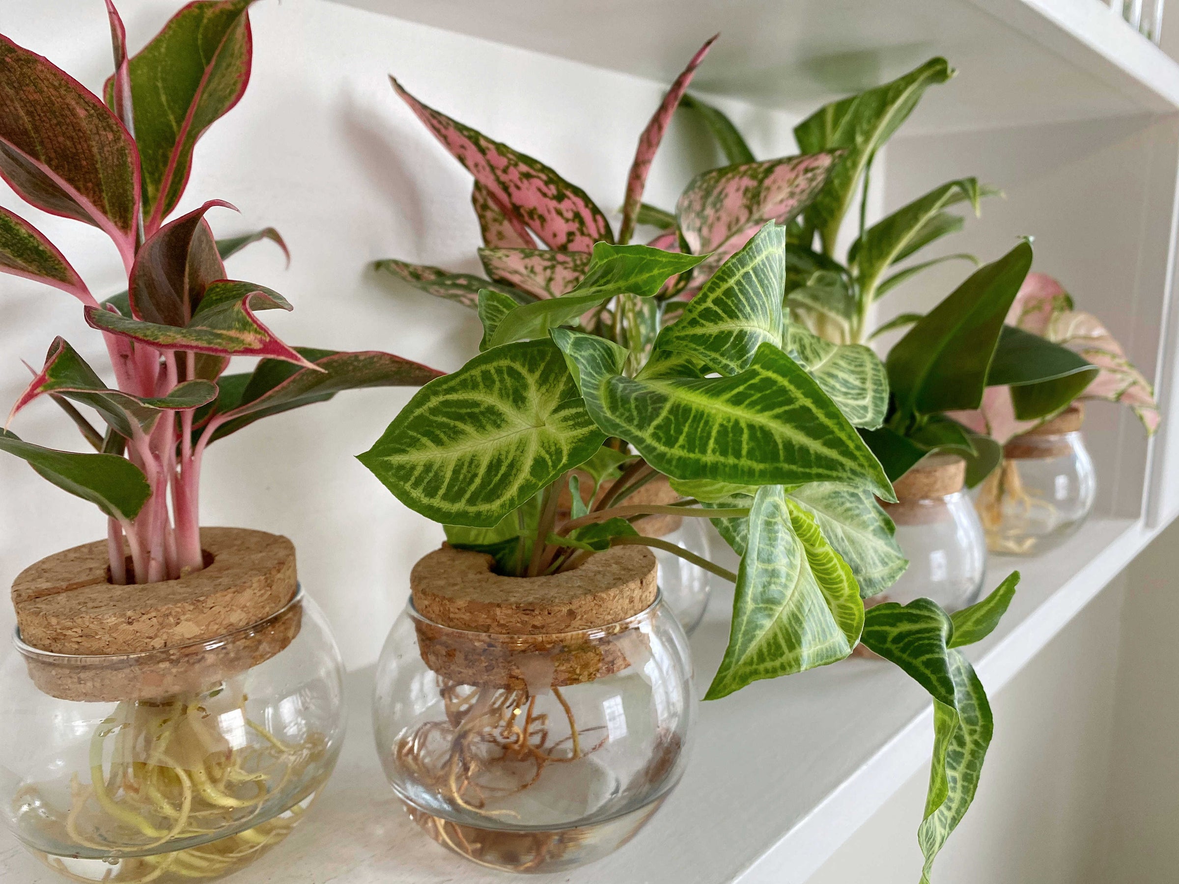 leafjoy H2O® Collection