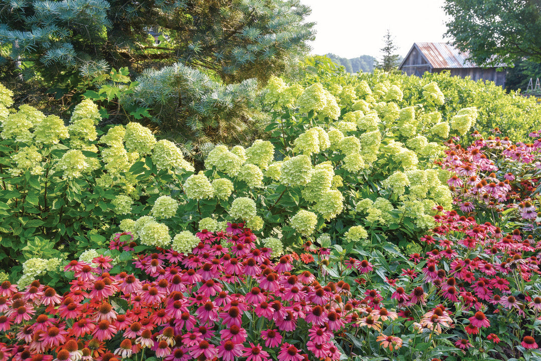 Photo of proven winners hydrangeas and coneflowers planted in an outdoor garden
