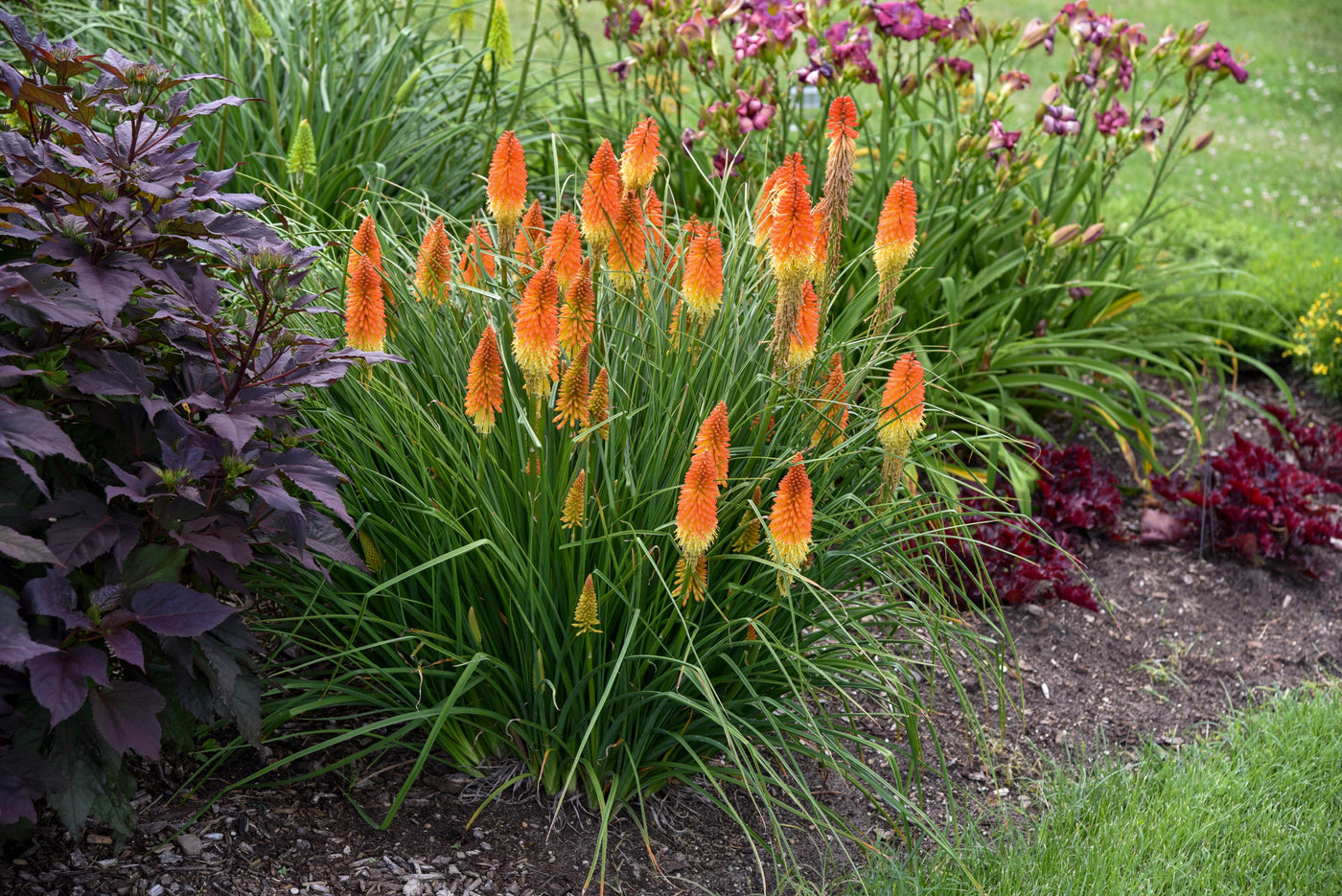 Kniphofia