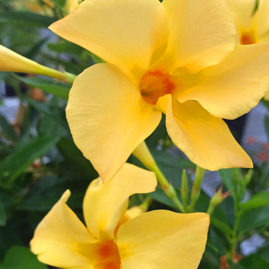 Up close photo of Proven Selections® Sun Parasol® Original Sunbeam® Rocktrumpet (Mandevilla hybrid)