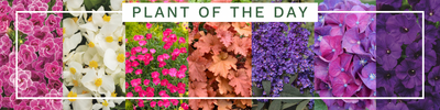 Plant of the Day - June 19th to 25th