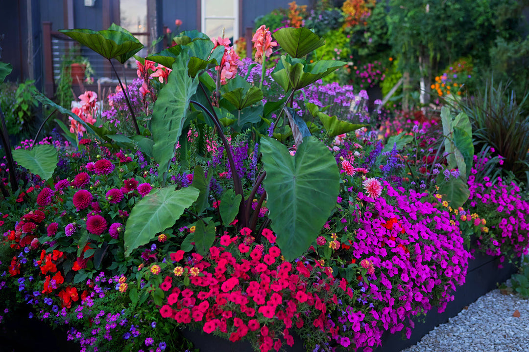 Colorful garden display featuring large tropical elephant ear leaves surrounded by vibrant pink, purple, red, and orange flowering plants in a densely planted landscape bed.