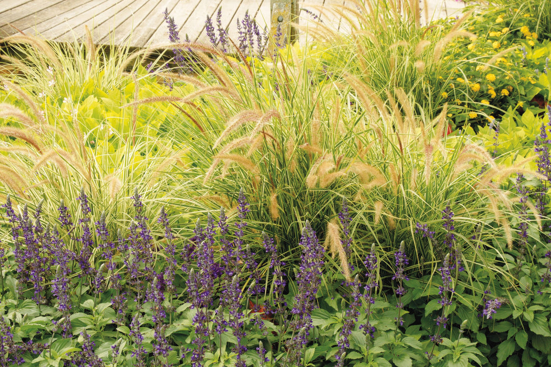 Ornamental grasses and purple blooms create a layered garden planting with varied textures and colors.