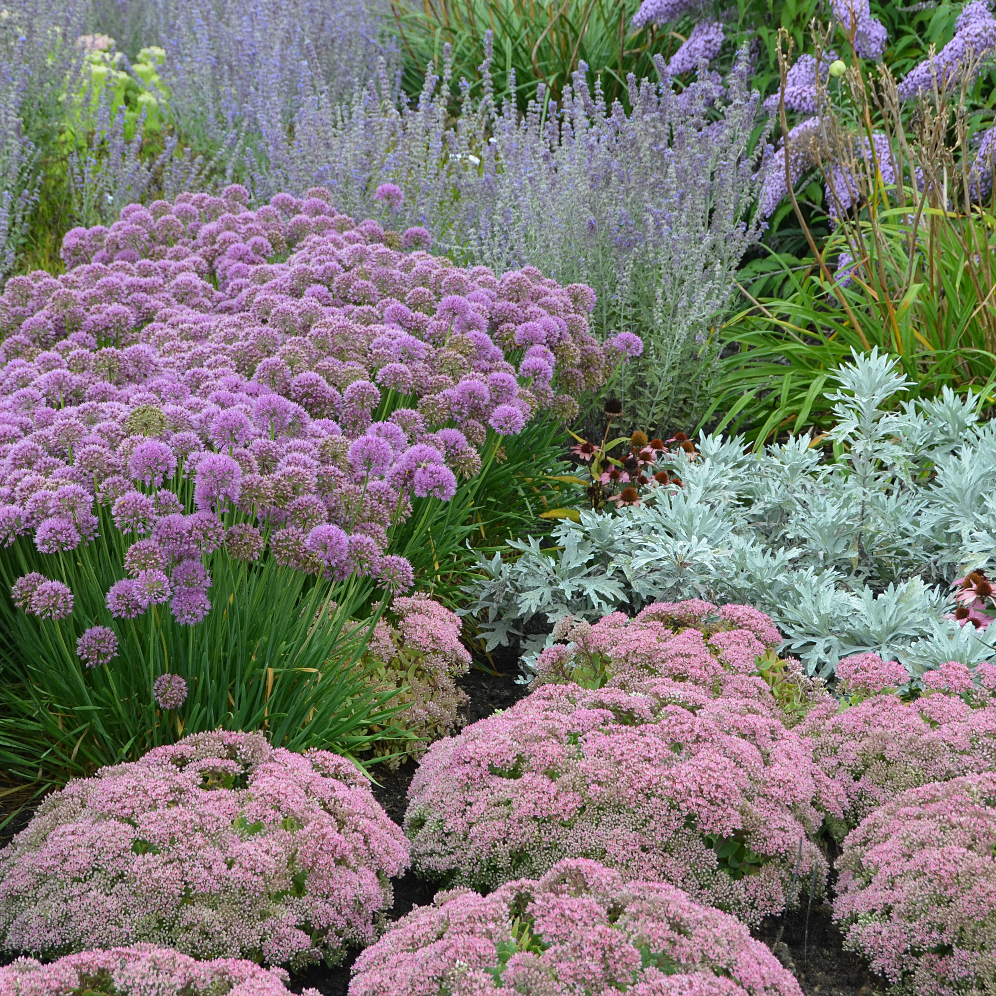 PERENNIALS