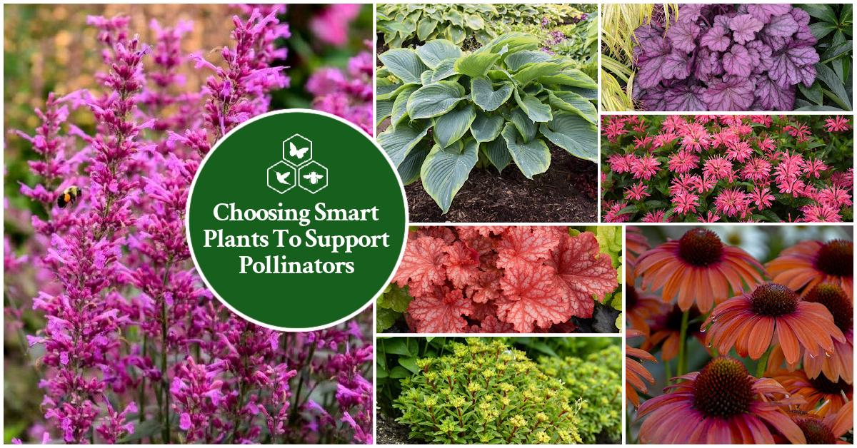 Pollinator Friendly Perennials – Proven Winners Direct