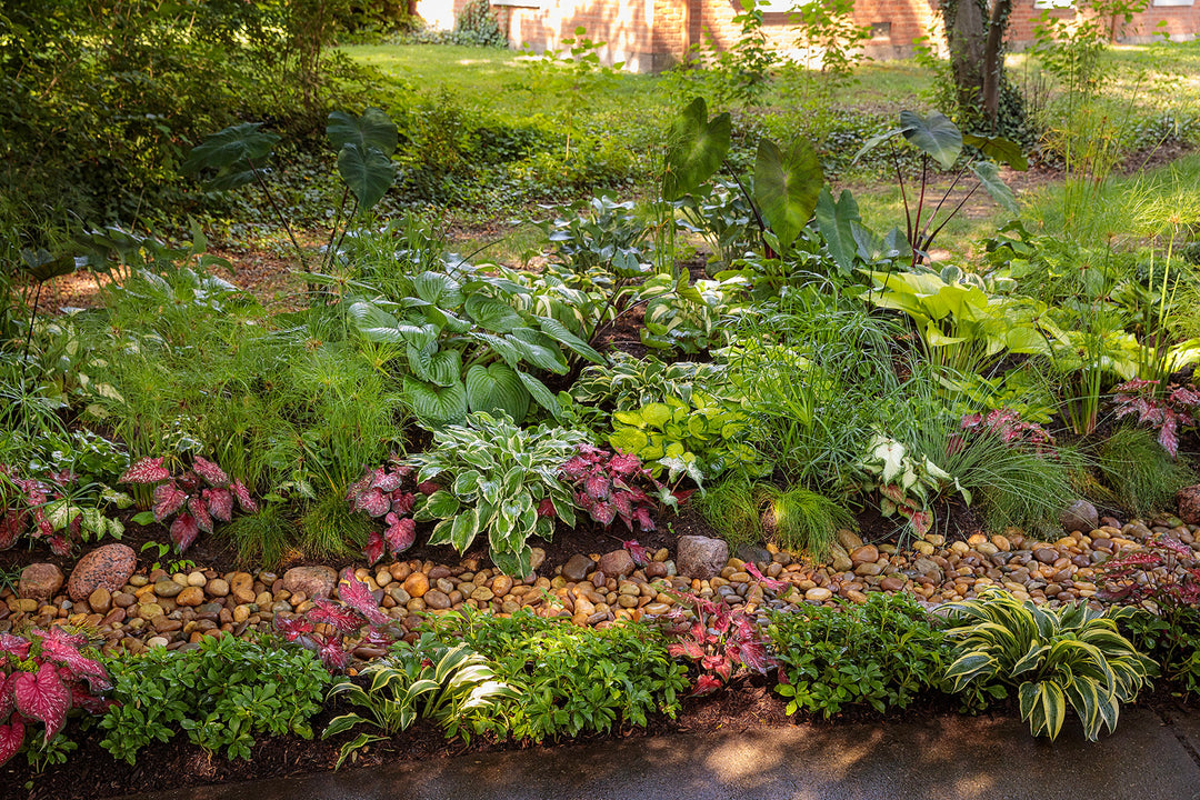Lush rain garden filled with colorful flowering plants, ornamental grasses, and layered greenery designed to thrive in a naturalized landscape setting.
