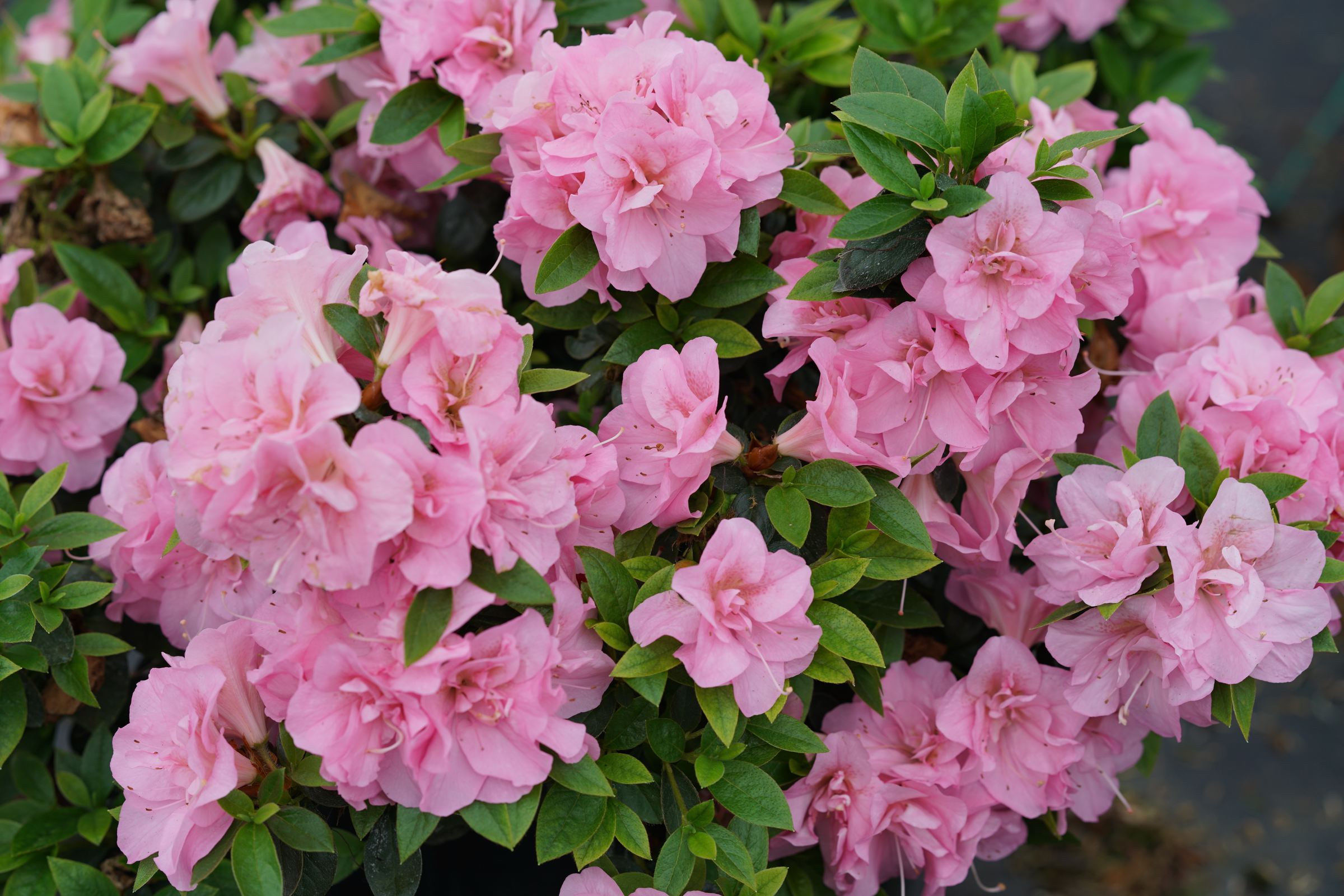 Perfecto Mundo® Reblooming Azaleas