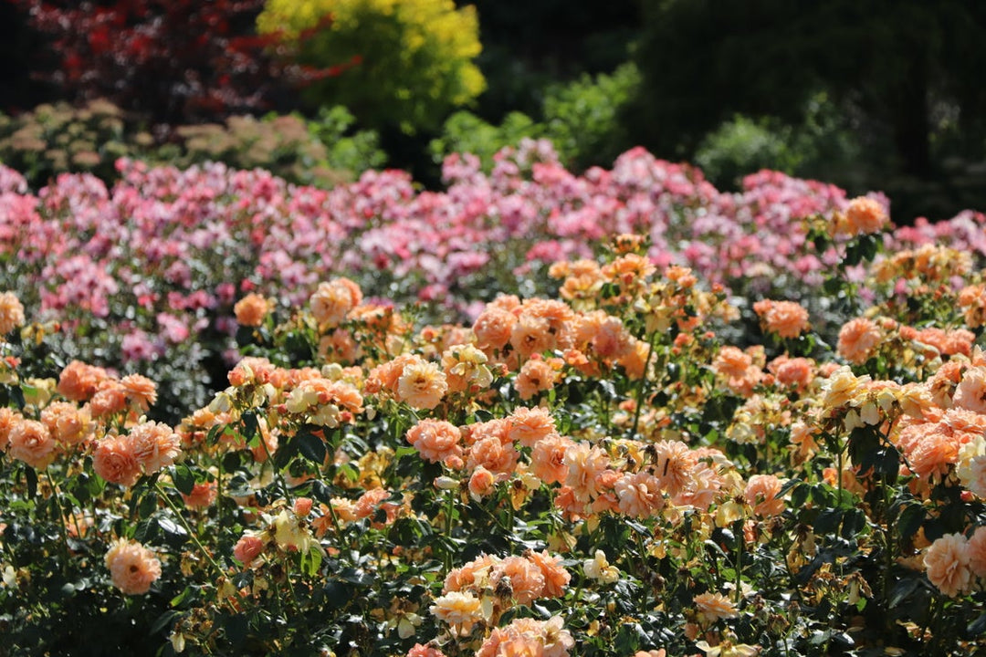Photo of colorful expert level roses planted in a garden