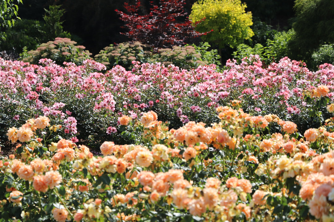landscape of colorful peach and pink roses planted in a garden
