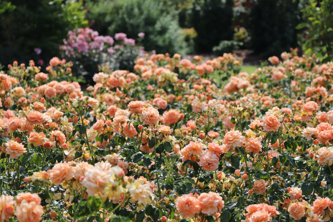 Orange plants in use.
