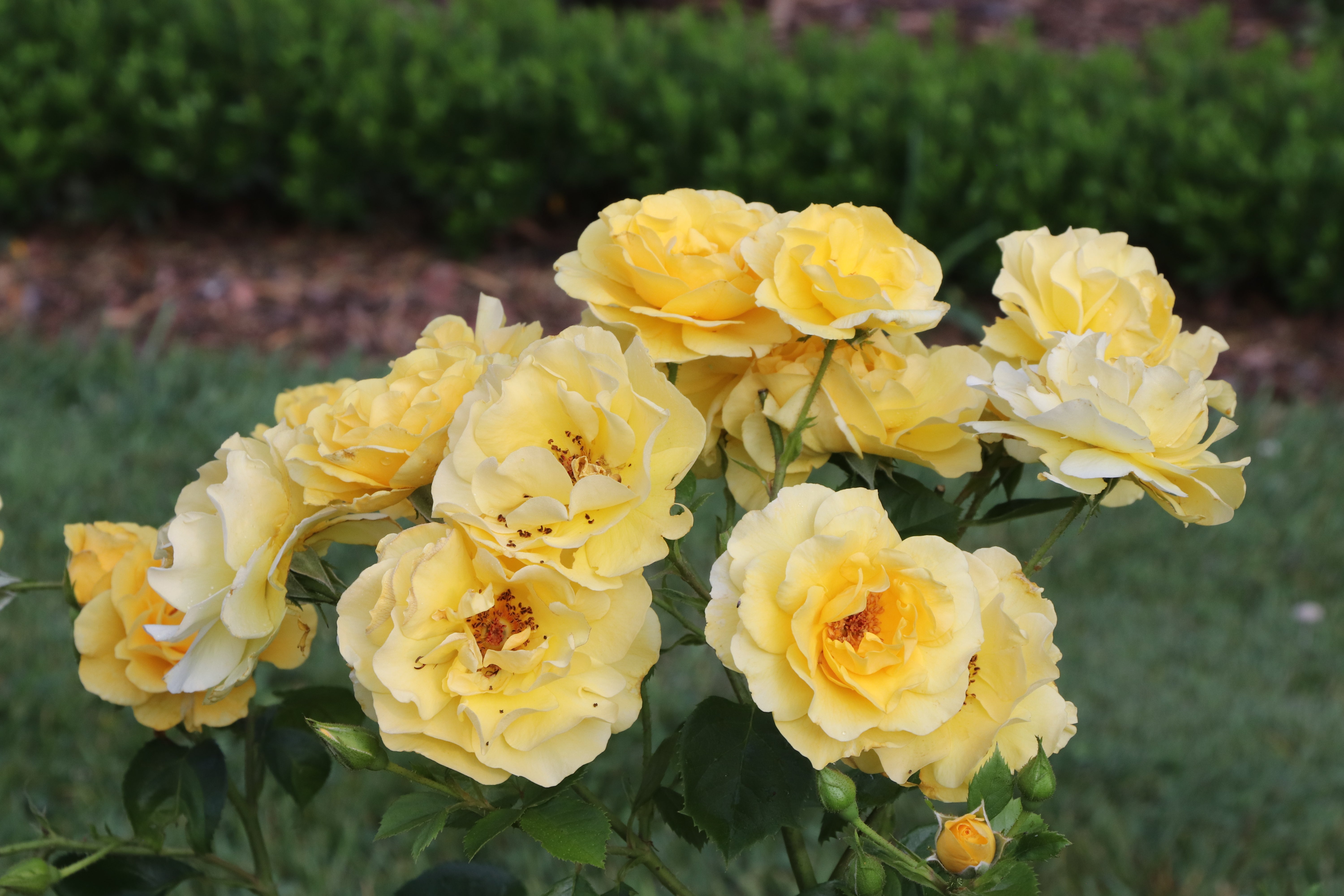 2026 Shrubs – Proven Winners Direct™