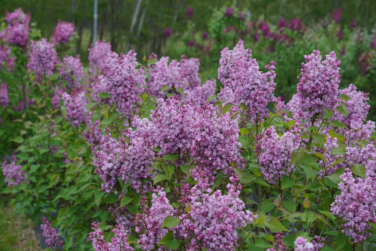Photo plant highlight of Scentara® Double Blue Lilac (Syringa x hyacinthiflora) planted outdoors