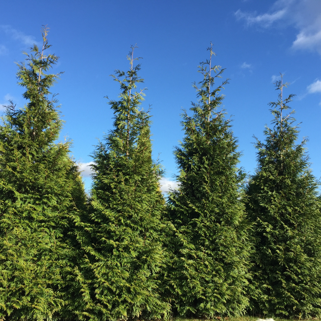Evergreens