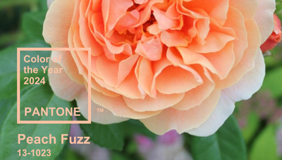 2024 Pantone's Color of the Year: Peach Fuzz