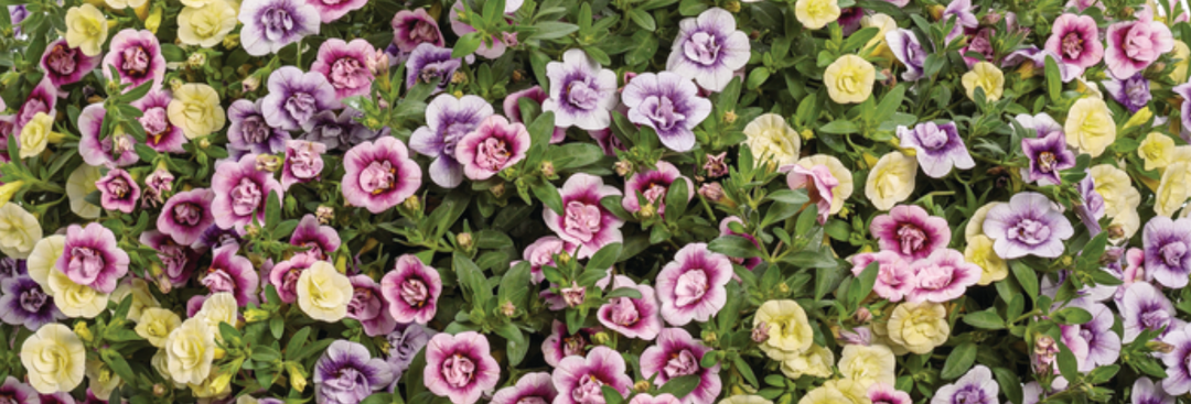 Plant highlight of Pastel pink, lavender, cream, and yellow flowers blooming closely together among lush green foliage.