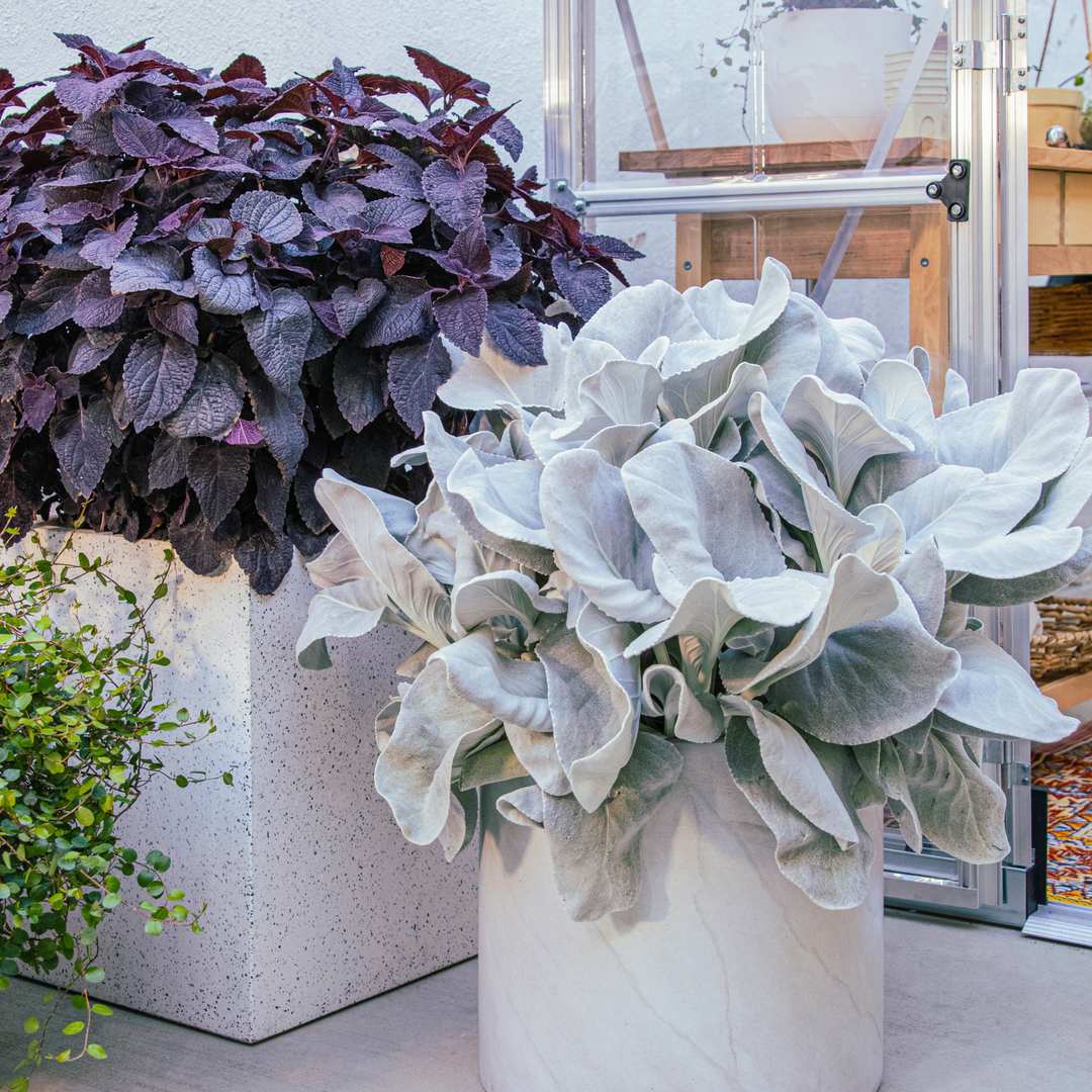 1 rounded white container planted with pale sea cabbage and 1 square container planted with dark coleus