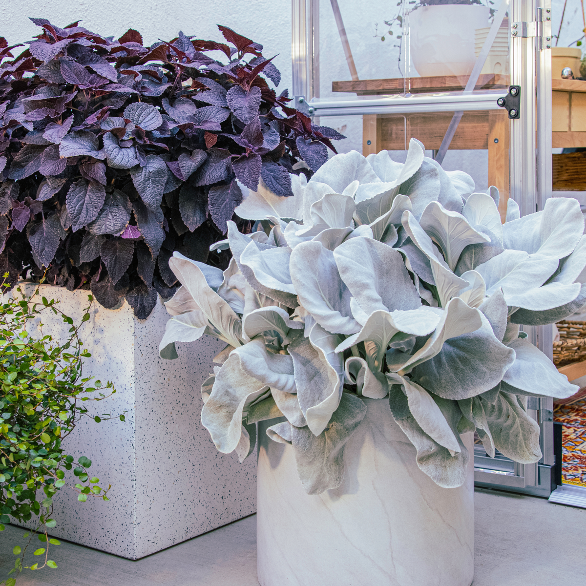 1 rounded white container planted with pale sea cabbage and 1 square container planted with dark coleus