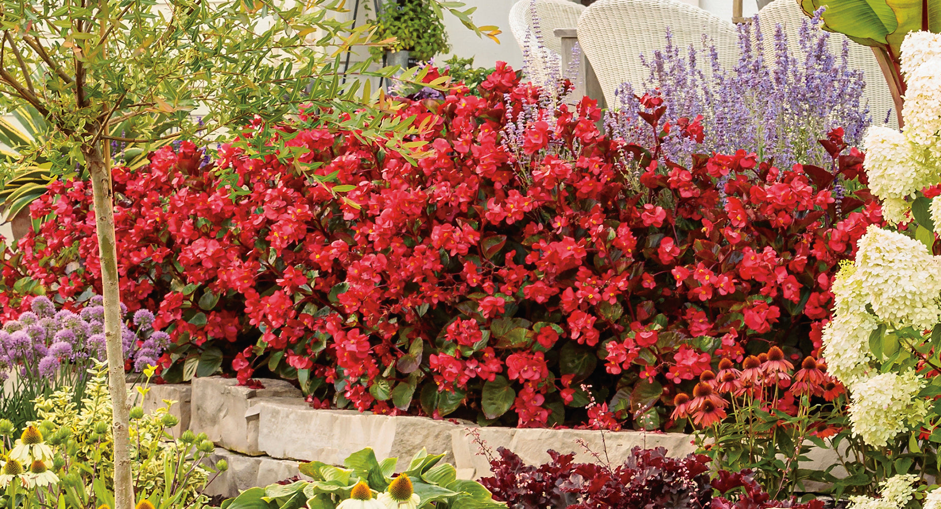 Red plants in an outdoor garden