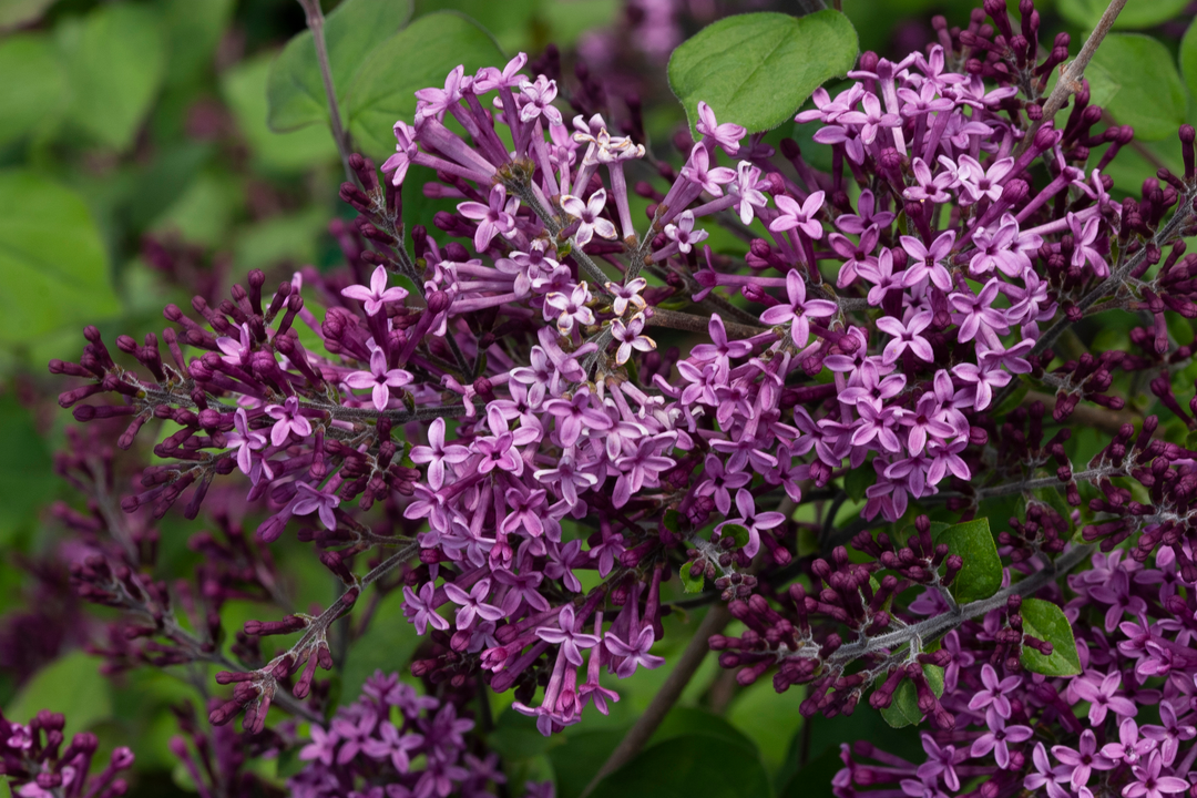 Spring Blooming Shrubs