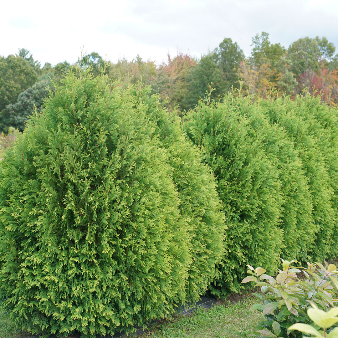 Scenery of grown Cheer Drops® Arborvitae (Thuja occidentalis) in a row
