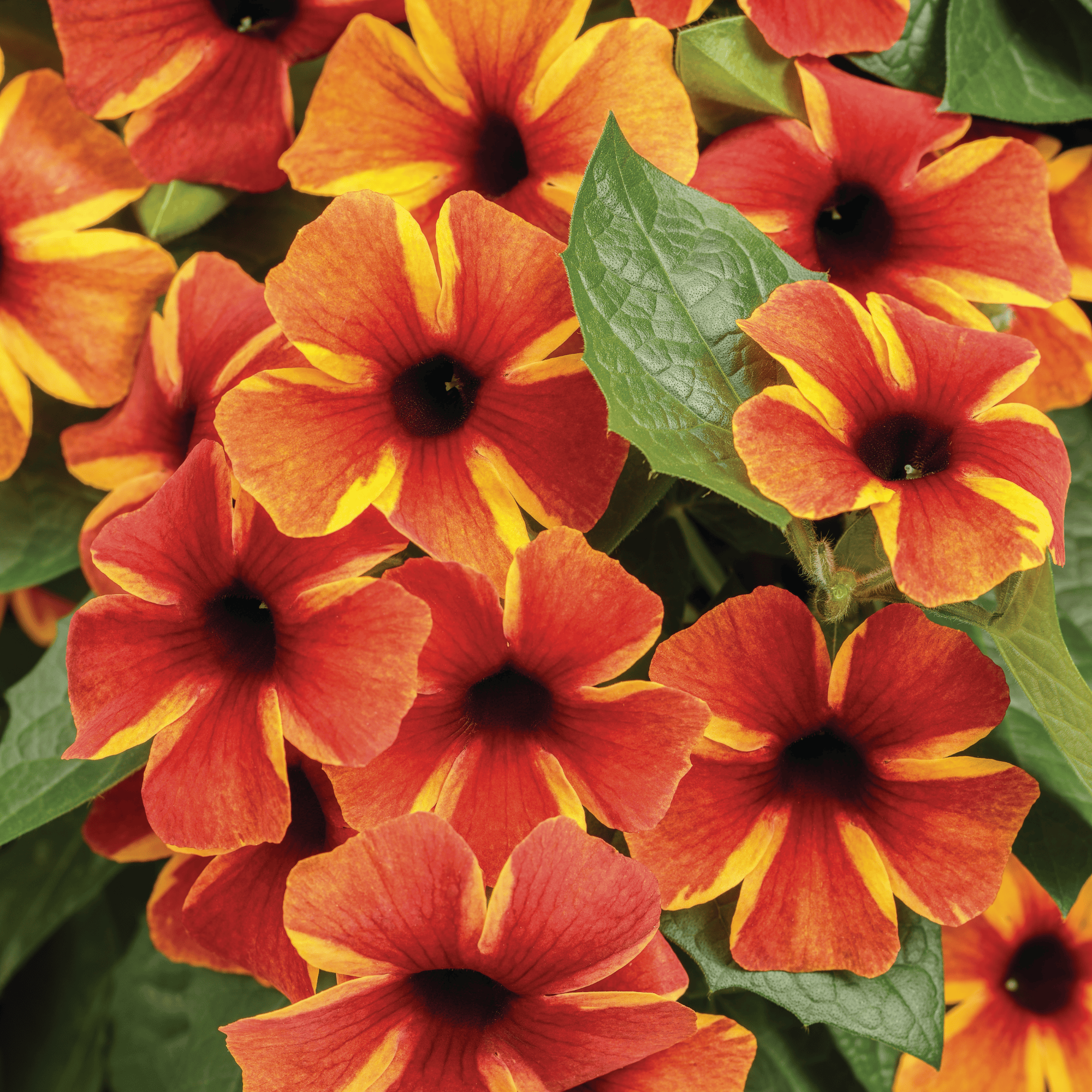 Black-Eyed Susan Vines