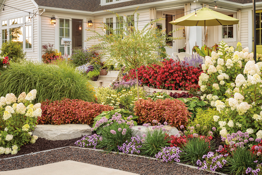 Landscape of Colorful landscaped garden featuring colorful annuals, white hydrangeas, vibrant flowering plants, ornamental grasses, and a patio beside a house.