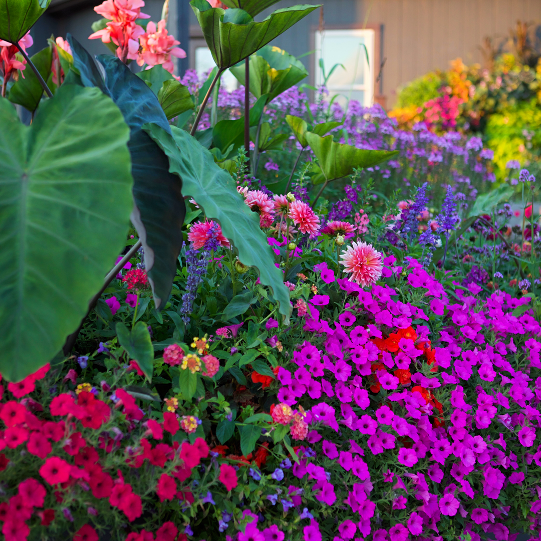 Colorful garden display featuring large tropical elephant ear leaves surrounded by vibrant pink, purple, red, and orange flowering plants in a densely planted landscape bed.