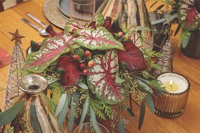 2025 Christmas Caladiums