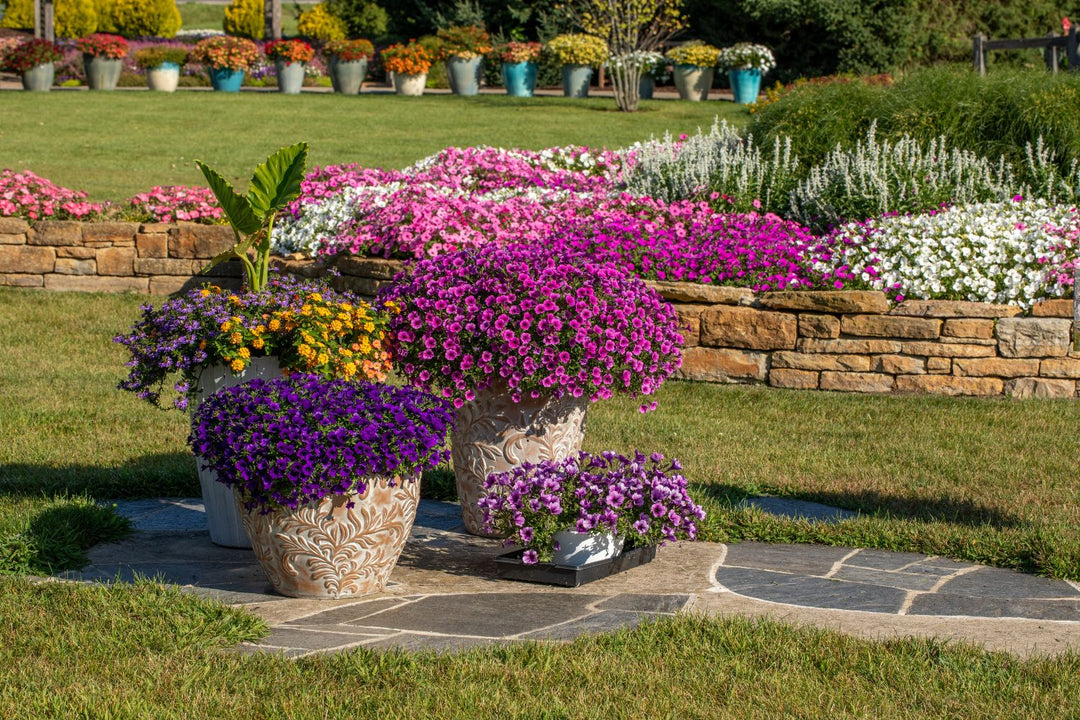 Large decorative planters overflowing with vibrant purple, pink, orange, and yellow flowers sit on a stone patio, with colorful garden beds and container plantings extending across the landscape in the background.