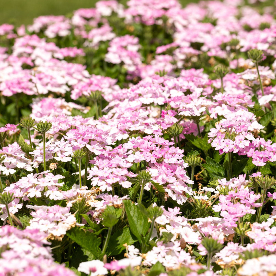 Verbena varieties by Proven Winners.