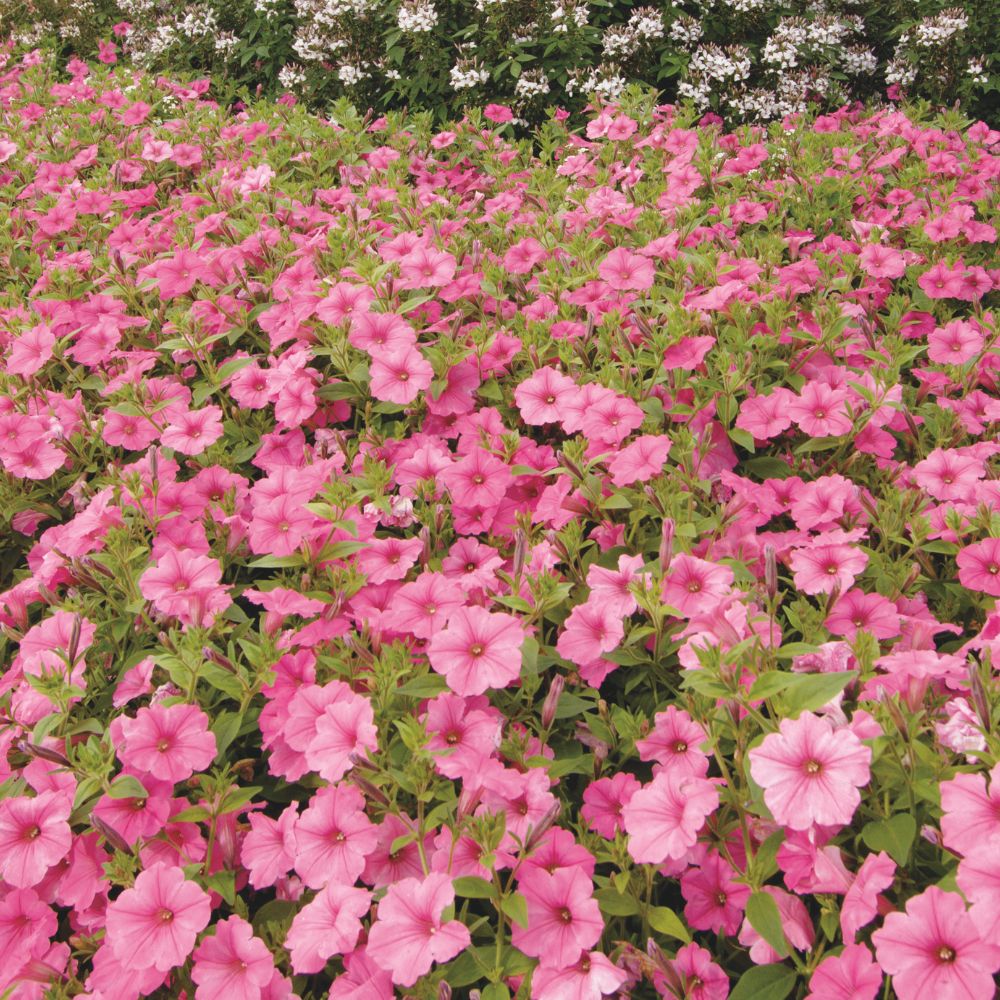 Pink plants in use.