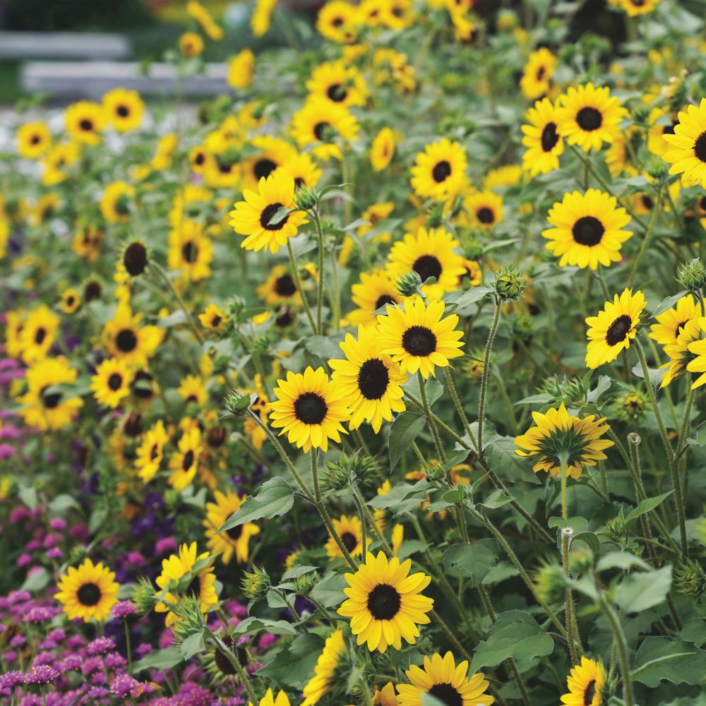 Yellow plants in use.