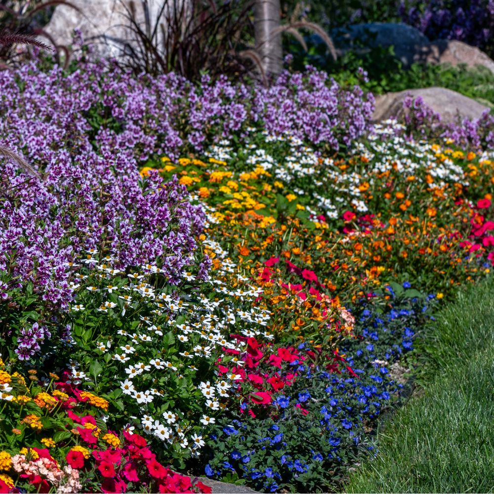 Colorful full sun plants in an outdoor garden