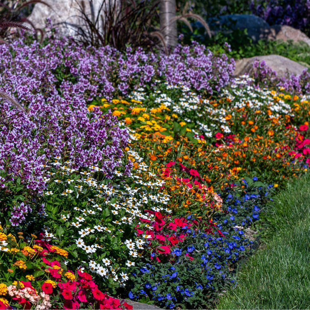 Full sun plants in use.