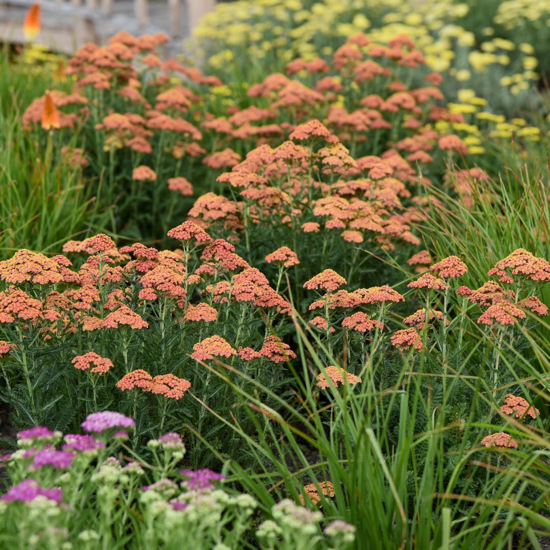 Photo highlight of 'Firefly Peach Sky' Yarrow (Achillea) planted in a garden with other Yarrows in the background
