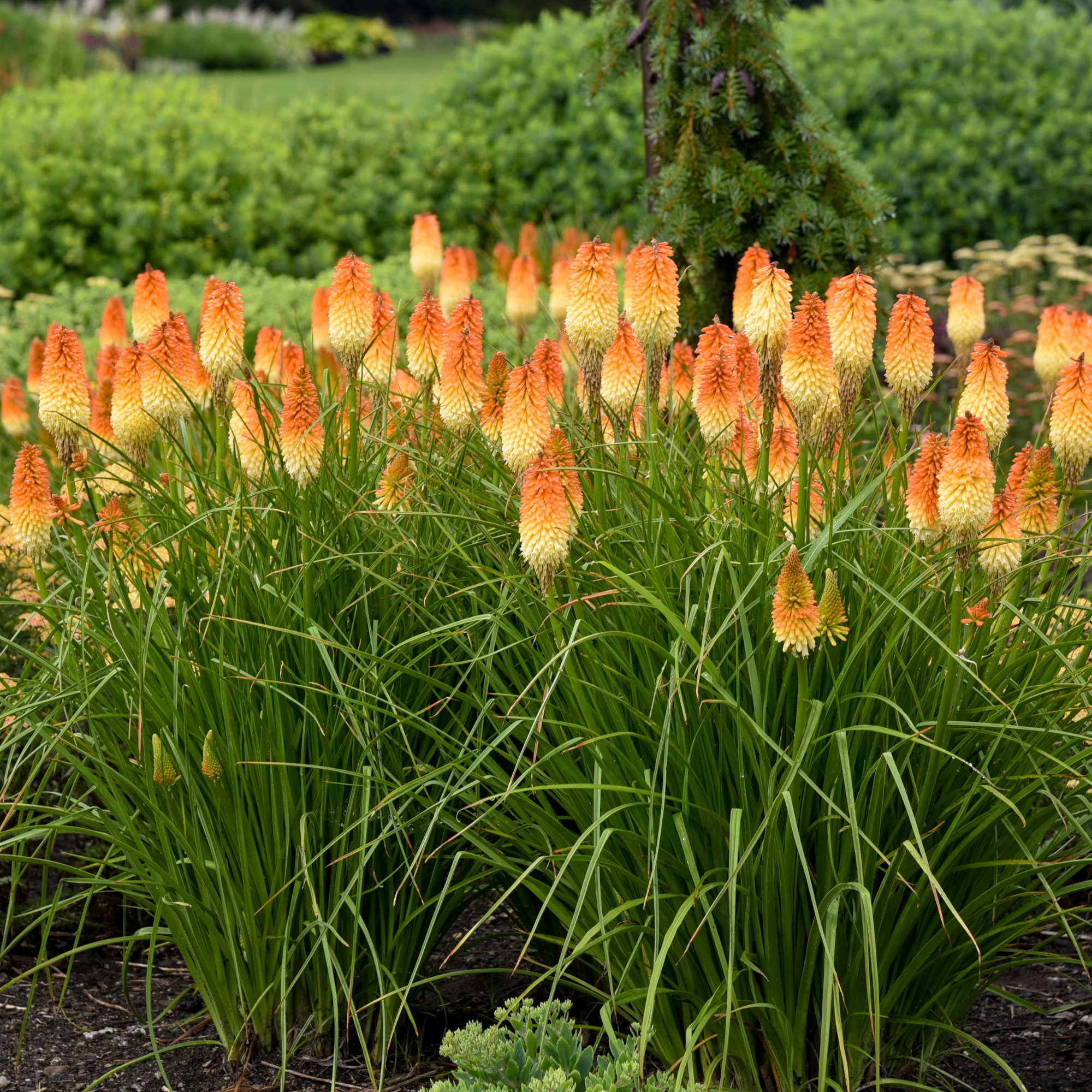 Kniphofia