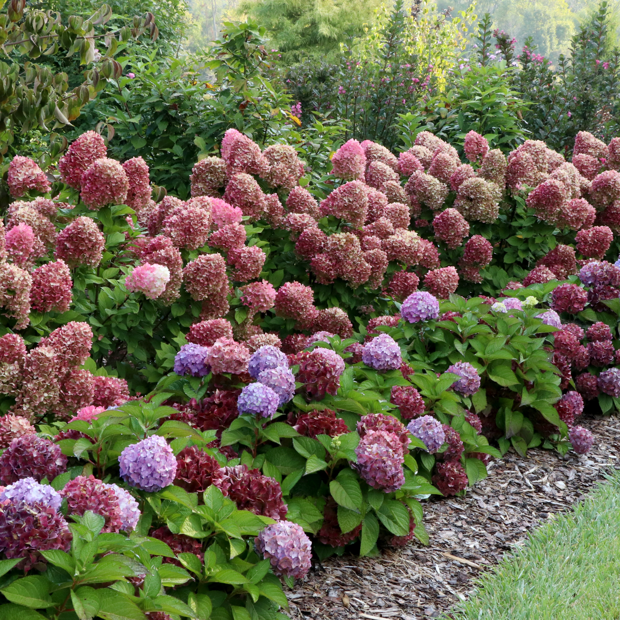 Landscape scene with hydrangeas in use.