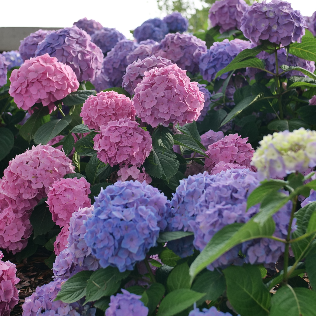 Plant highlight of pink, blue, and purple hydrangeas