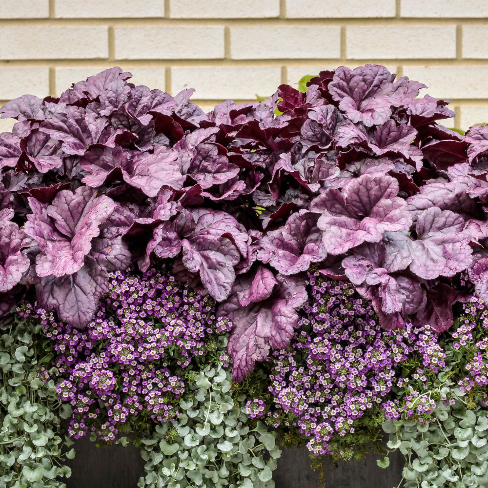 Coral bells heuchera in use.