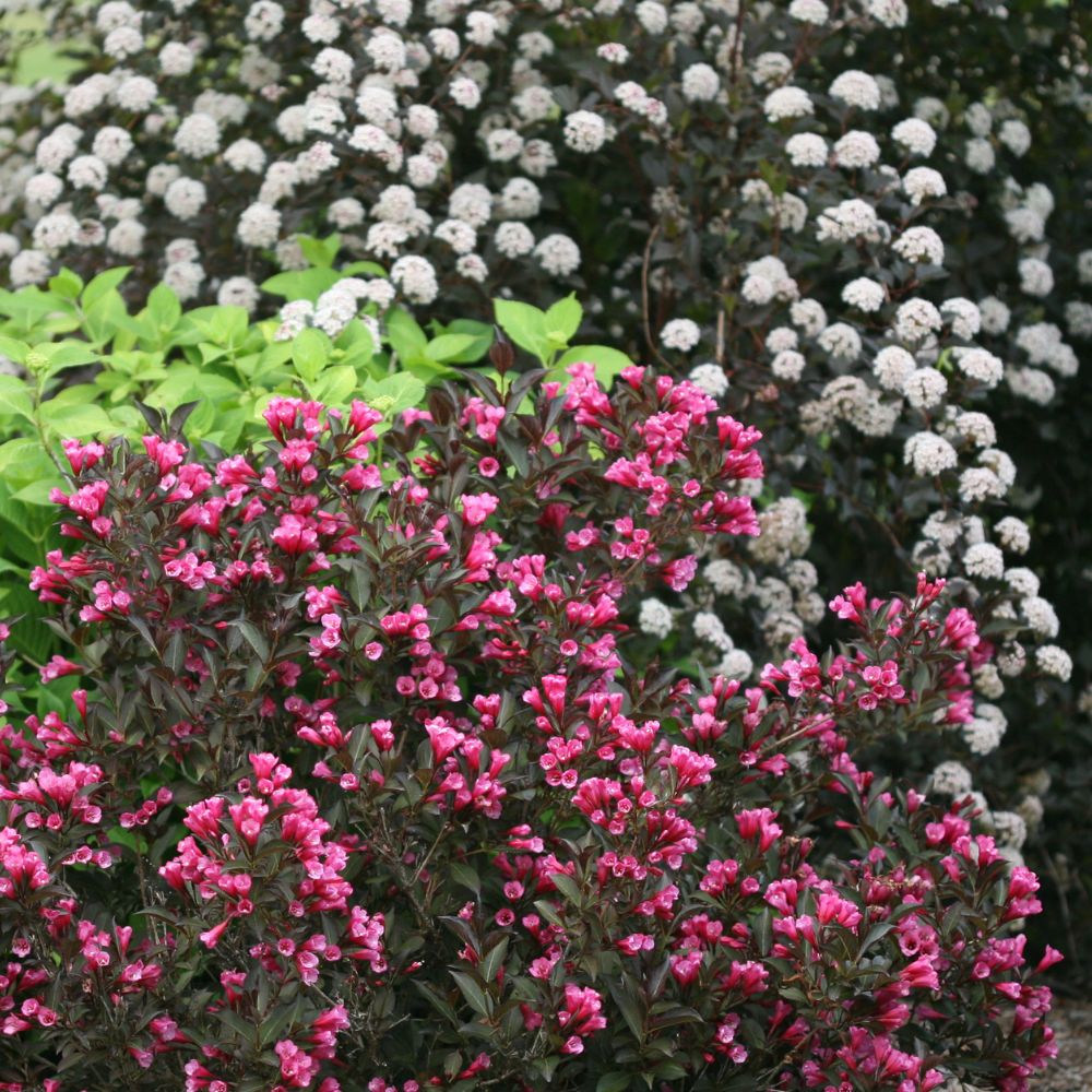 Garden full of colorful low maintenance landscape plants