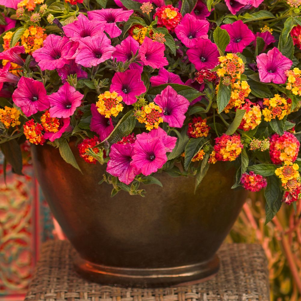 Colorful lantanas and petunias planted together in a container