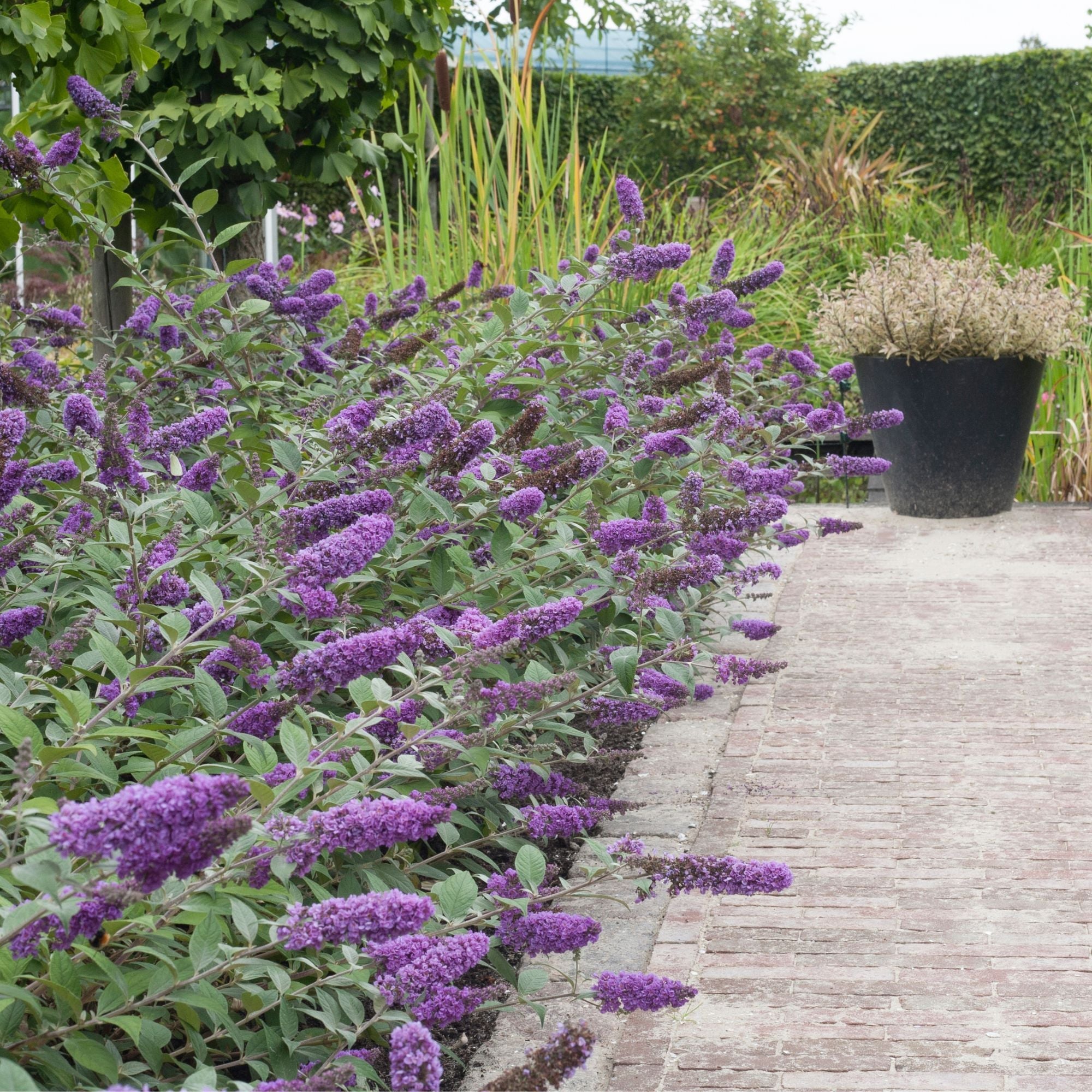Butterfly Bushes